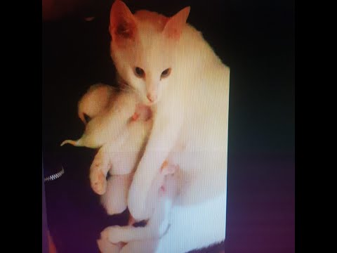 choufo l9tita diyali kate towled 🐈🐈😊😊