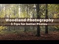 Better Woodland Photos - 5 Tips