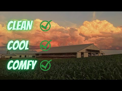 All About Dairy Cow Barns