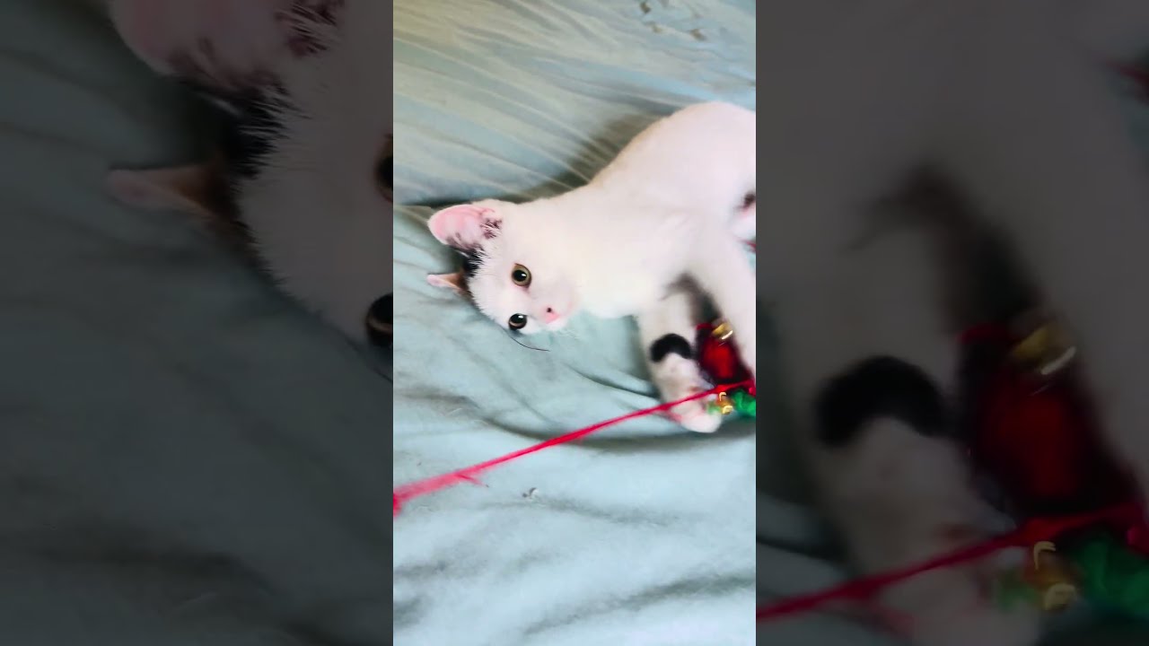 Enlarge Sparrow, a Adoptable mixed breed in Franklin, TN video 6/6