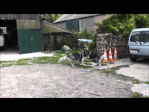 Ciobanesc Carpatin/Carpathian Shepherd Dog: dogs playing