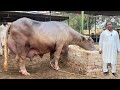 World Most Expensive Ravi Buffalo 29 Kg Milk Record Of Rana Umair Khan Buffalo Dairyfarm Farming