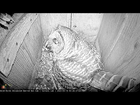 A Three-fish Night for the WBU Barred Owls | March 16, 2023 | Cornell Lab