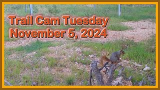 Trail Cam Tuesday - November 5, 2024