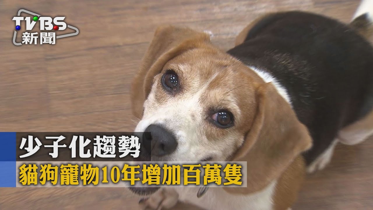 少子化趨勢 貓狗寵物10年增加百萬隻