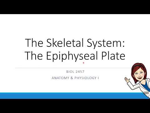 Chapter 6 - The Epiphyseal Plate