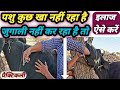 Vet Disease Simple Indigestion Anorixia Tretment In Cow Buffalo पशु खाना पीना 