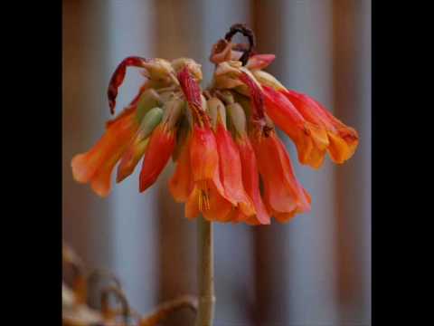 DANIELA MAIMONE - W.A.Mozart - Andante K616 per un cilindro in un piccolo Organo