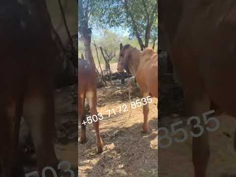Toretes de don Rene Lainez, disponibles en San Rafael Oriente