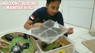 Download lagu Unboxing Anak Burung Mandar Biru siap di pelihara dan di budidayakan mp3 Download lagu Unboxing Anak Burung Mandar Biru siap di pelihara dan di budidayakan mp3