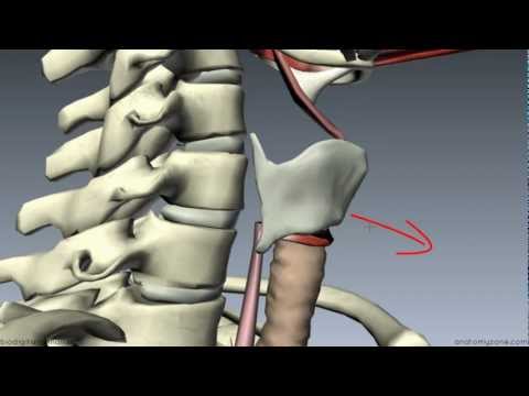 Muscles of the Larynx - Part 1 - 3D Anatomy Tutorial