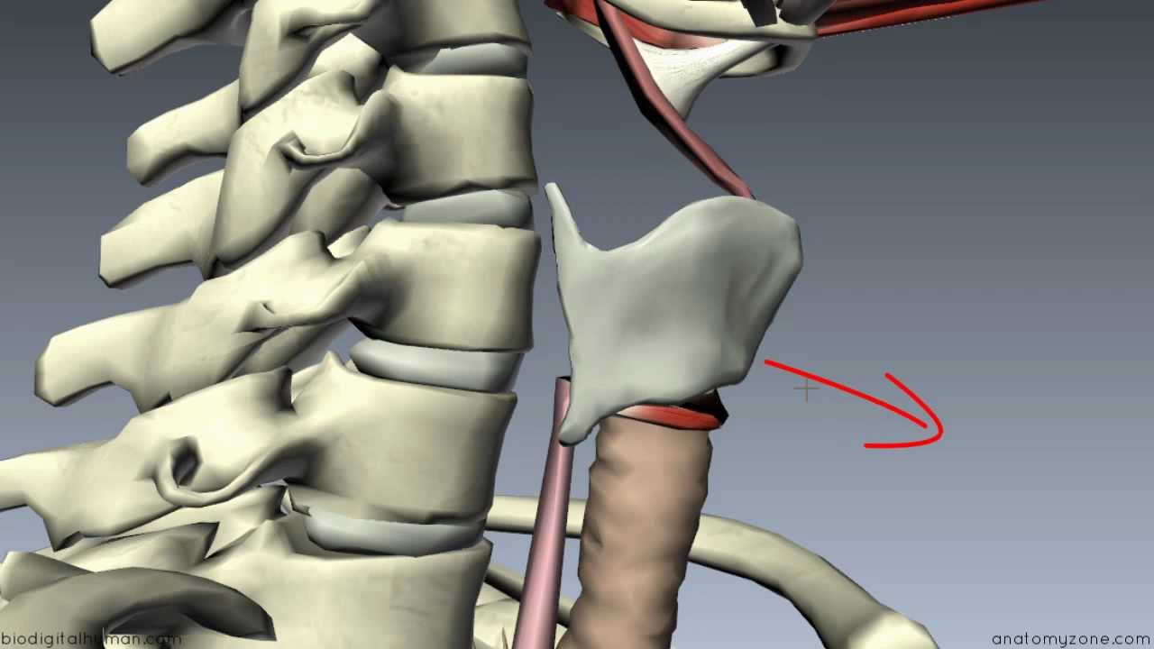 Muscles of the Larynx - Part 1 - 3D Anatomy Tutorial