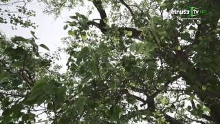 คนเบิกทาง : ตามรอยพระพุทธศาสนา ประเทศอินเดีย 1 มิ.ย.58 (4/4)