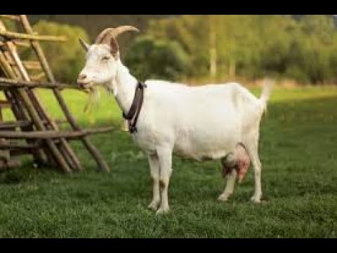 INSANE PRO GENJI DEFLECTS | JAYMHD