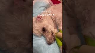 強い子だなぁ #シニア犬との暮らし #元繁殖犬 #トイプードル #寝たきり #犬のいる生活 #老犬介護 #ララちゃん #seniordog #shorts #老犬
