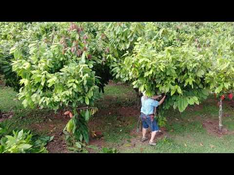 Pruning Cacao in Hawaii