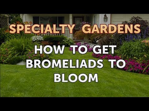 How to Extract Fragrances From Plants