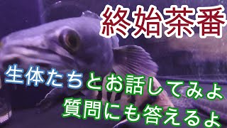 アクアリウム劇場『ダトニオとお話してみよう！』　茶番です【熱帯魚,古代魚,大型魚,トーマンエマス,タイガーバルブ,ナマズ】