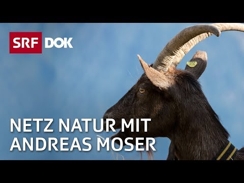 , title : 'Ziegen – Die Geschichte des Meckerns | NETZ NATUR mit Andreas Moser | DOK | SRF'