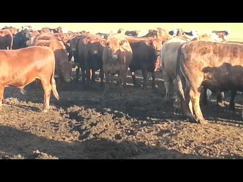 Novillos exportación La Lucía