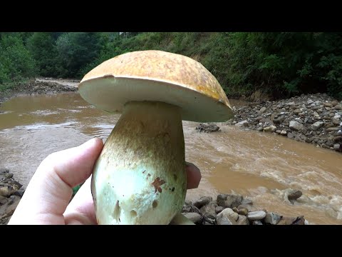 Vrganji Poslije Kiše