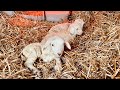 Lambing Triplets At The Farm Full Birth On Video
