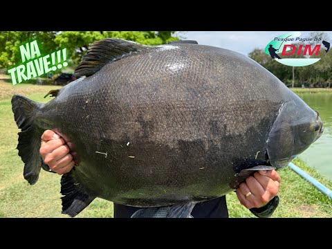 NA TRAVE!!! SEGUNDO DIA DE MUITA AÇÃO NO Pesque Pague do Dim em Jaraguá-GO