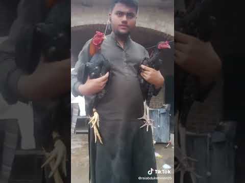 #shortsfeed #shokes #dogapparel #dog #shorts