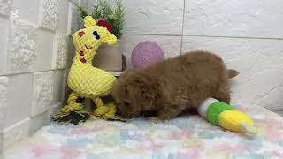 ハーフ犬の動画01