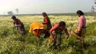 preview picture of video 'Harvesting of Nepalese German Chamomile'