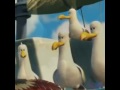 Finding Nemo Birds Saying Mine And Everything To Finding Nemo And Stuff