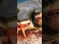 Killer Shark 🦈  #ytshorts