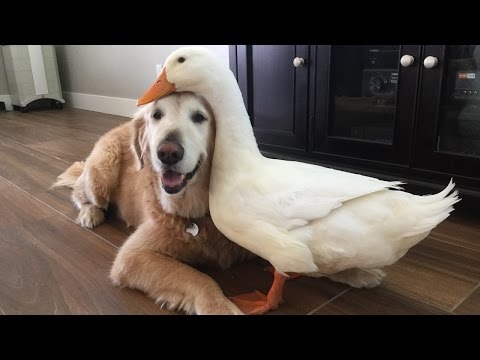 16 Incredible Animal Friendships