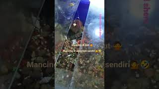 Download lagu mancing di laut 🙅mancing di aquarium sendiri 🤣👍 mp3 Download lagu mancing di laut 🙅mancing di aquarium sendiri 🤣👍 mp3