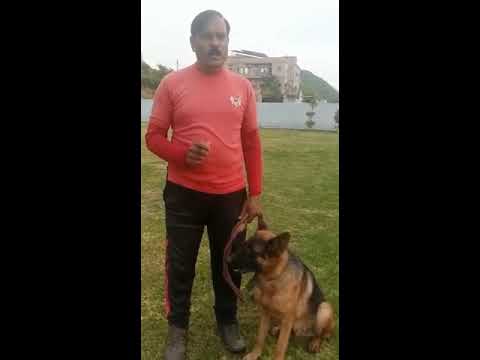 Dog Traning |Walik With Dog | Pet Lover | M Nawas Trainer..