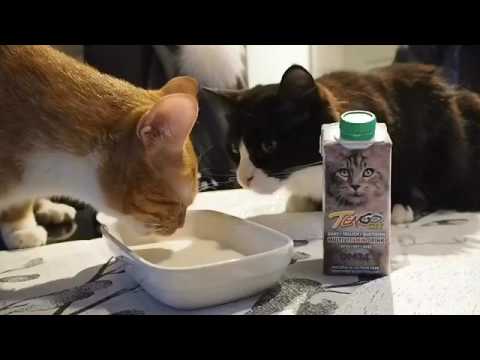 Tengocat - terveysjuoma kissoille