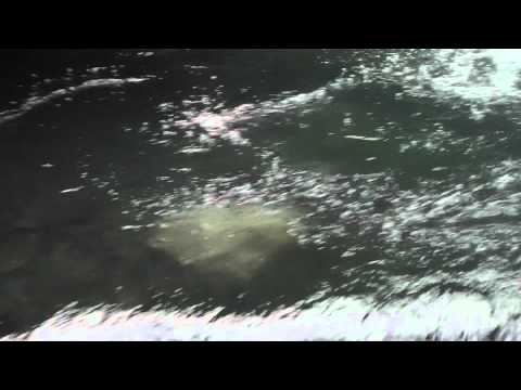 download lagu mp3 mp4 The Full Mr M Experience Torrent, download lagu The Full Mr M Experience Torrent gratis, unduh video klip The Full Mr M Experience Torrent