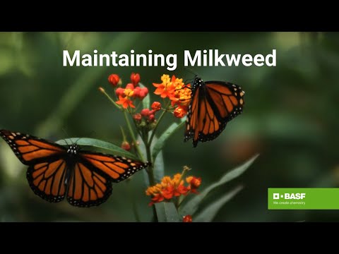 Importance of Planting & Maintaining Milkweed for Monarch Butterflies