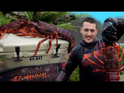 Spearfishing Tasmania Giant Lobster Diving and Catch and Cook Southern Rock Lobster Roll