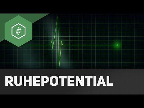 Ruhepotenzial — Aktionspotenzial