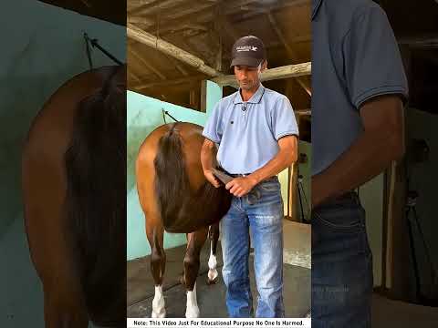 Building Wooden Log Cabin in Forest 🎄🎈 | Survival House Step by Step "9 #shorts #facts