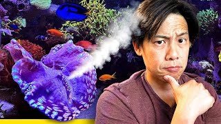 My Giant Derasa Clam went NUTS. (literally)