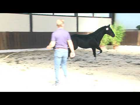 30. Mecklenburger Körtage 2020 - Kat.Nr. 48 Junghengst v. Air King - For Feeling