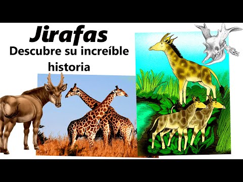 La increíble historia de las jirafas. Descubre el origen de su enorme cuello