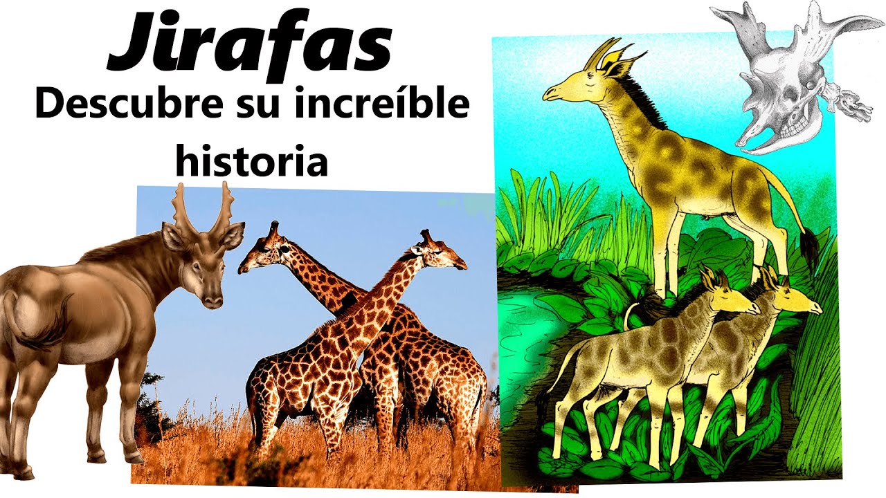 La increíble historia de las jirafas. Descubre el origen de su enorme cuello