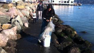 preview picture of video 'Casting Net for Herring - Sausalito - Jan 21, 2013'