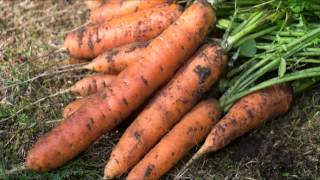 Смотреть онлайн Условия посева моркови под зиму