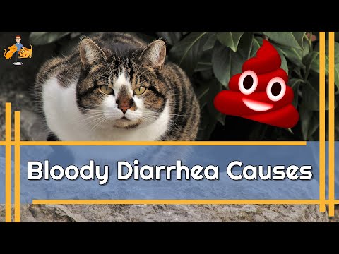 Why is there Blood in Your Cat's Poop? - and how to treat it