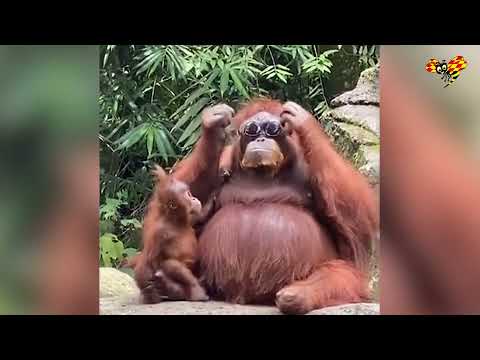 Här testar apan solglasögon – tappades av besökare