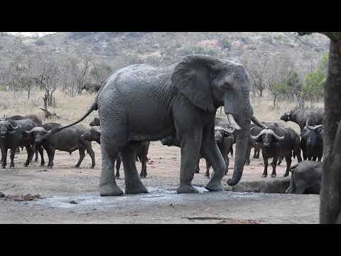 Elephant Mud Bath - Upclose